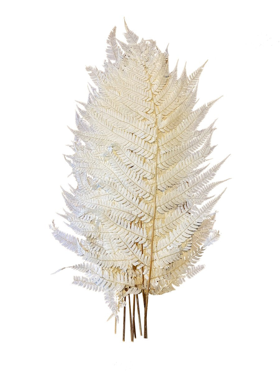 Leather fern large(RUMONRA ADIANTIFORMIS) - Off White