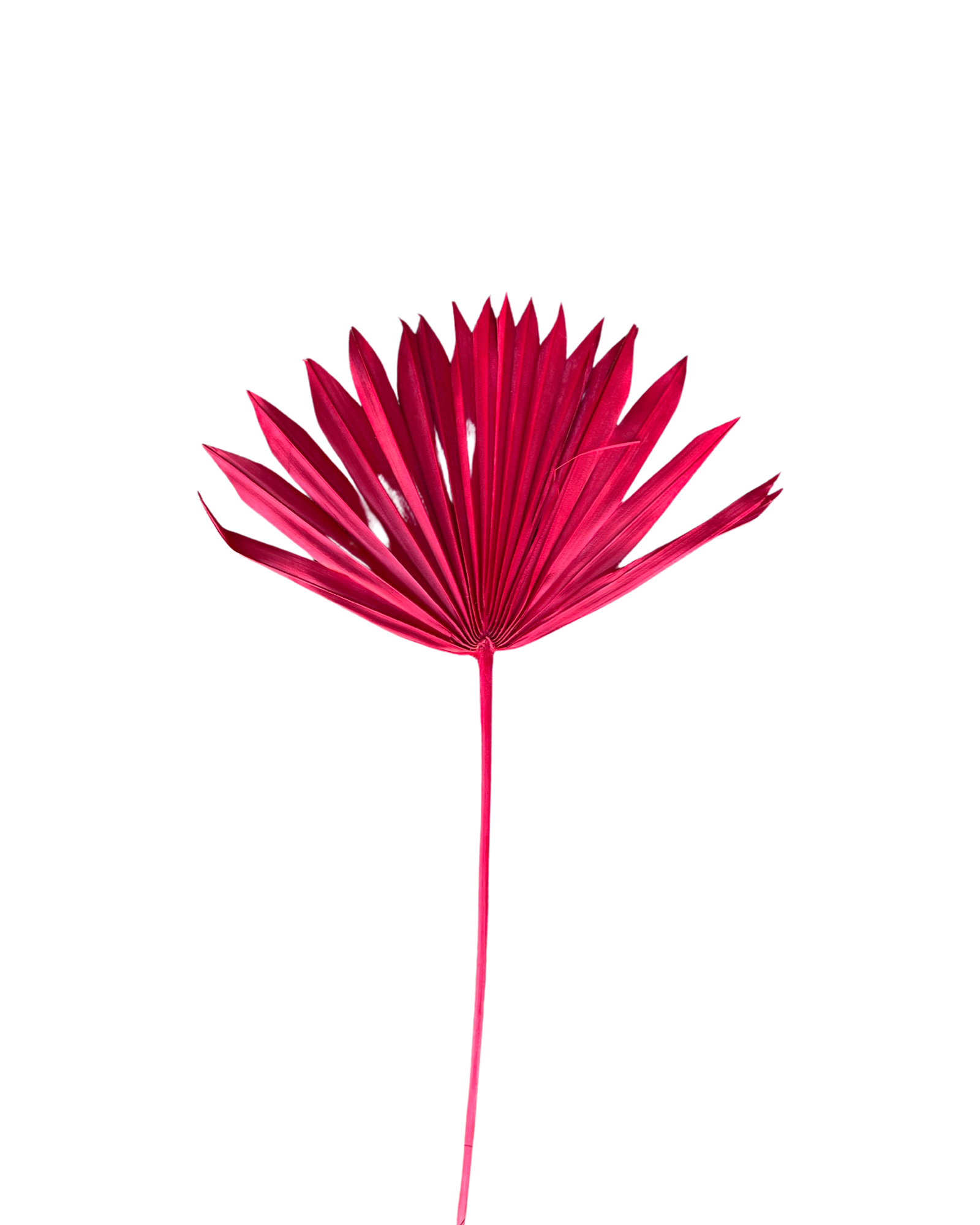 Palm suncut(ARECACEAE) - Dark Pink