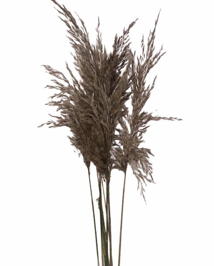 Fragmite grass(COMMON REED) - Natural