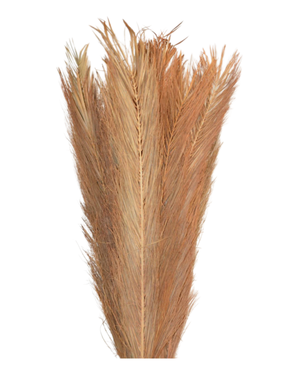 Date (jhar) palm(PHOENIX DACTYLIFERA) - Natural (Brown)