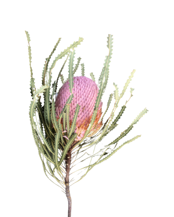Dry Banksias hookeriana - Pale Pink