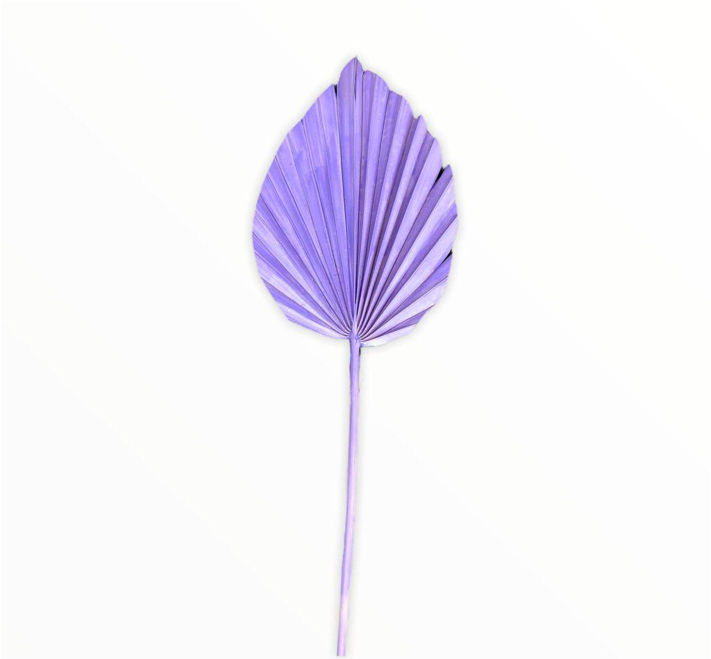 Spear palm small( ARECACEAE) - Light purple