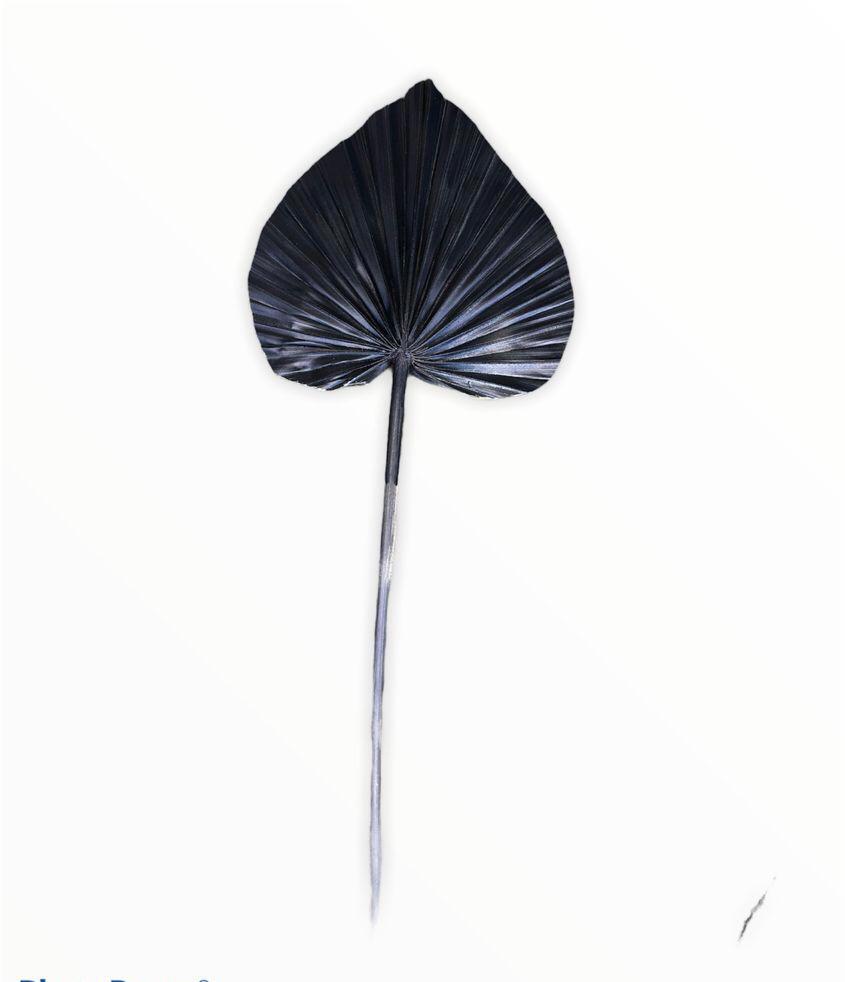 Spear palm small( ARECACEAE) - Black