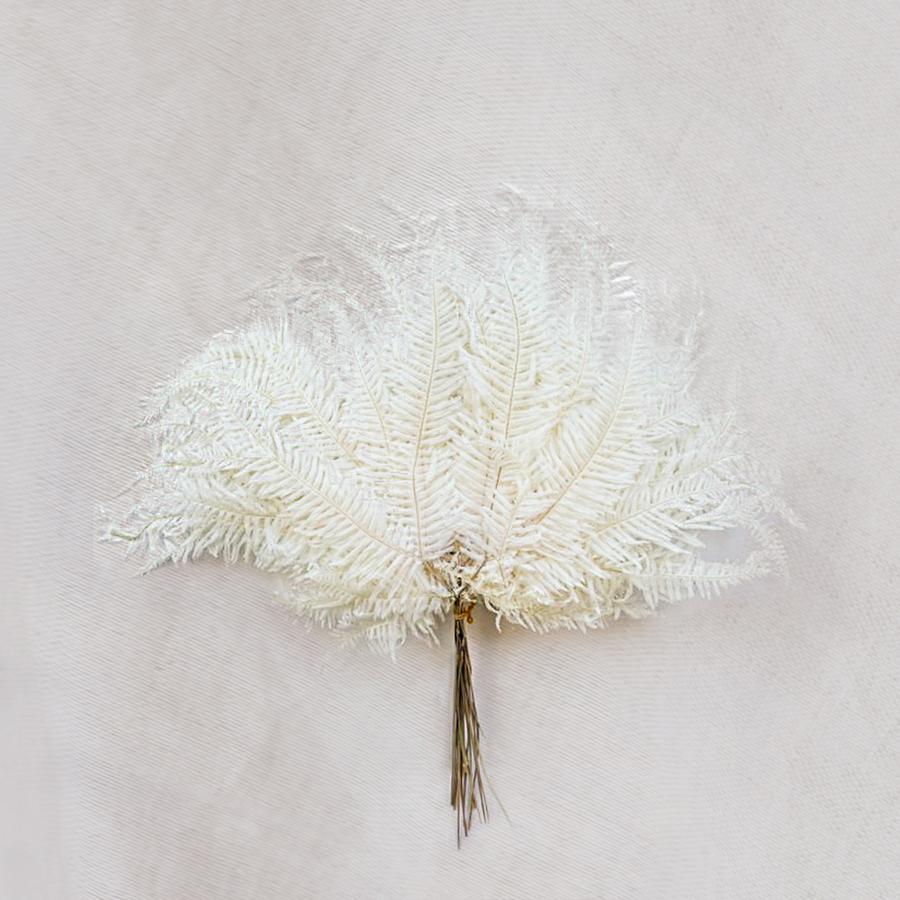 Mountain fern(DRYOPTERIS CAMPYLOPETRA) - Large White